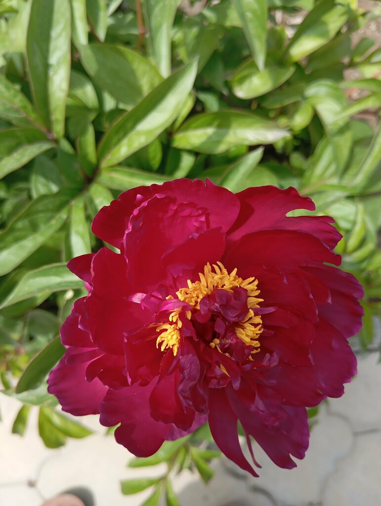 Cafe My Home, Andijan Province, photo