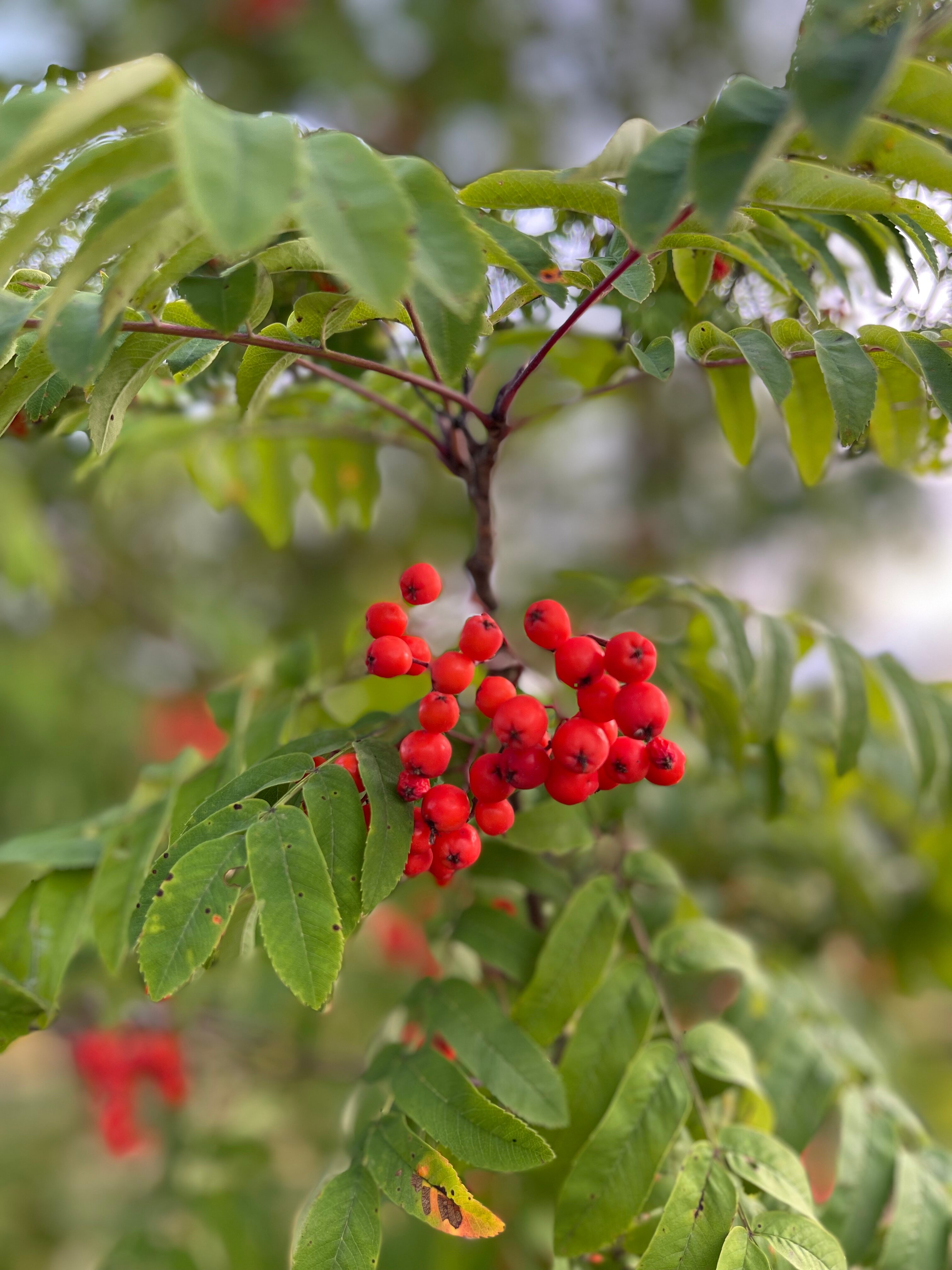 Фото Северная Венеция