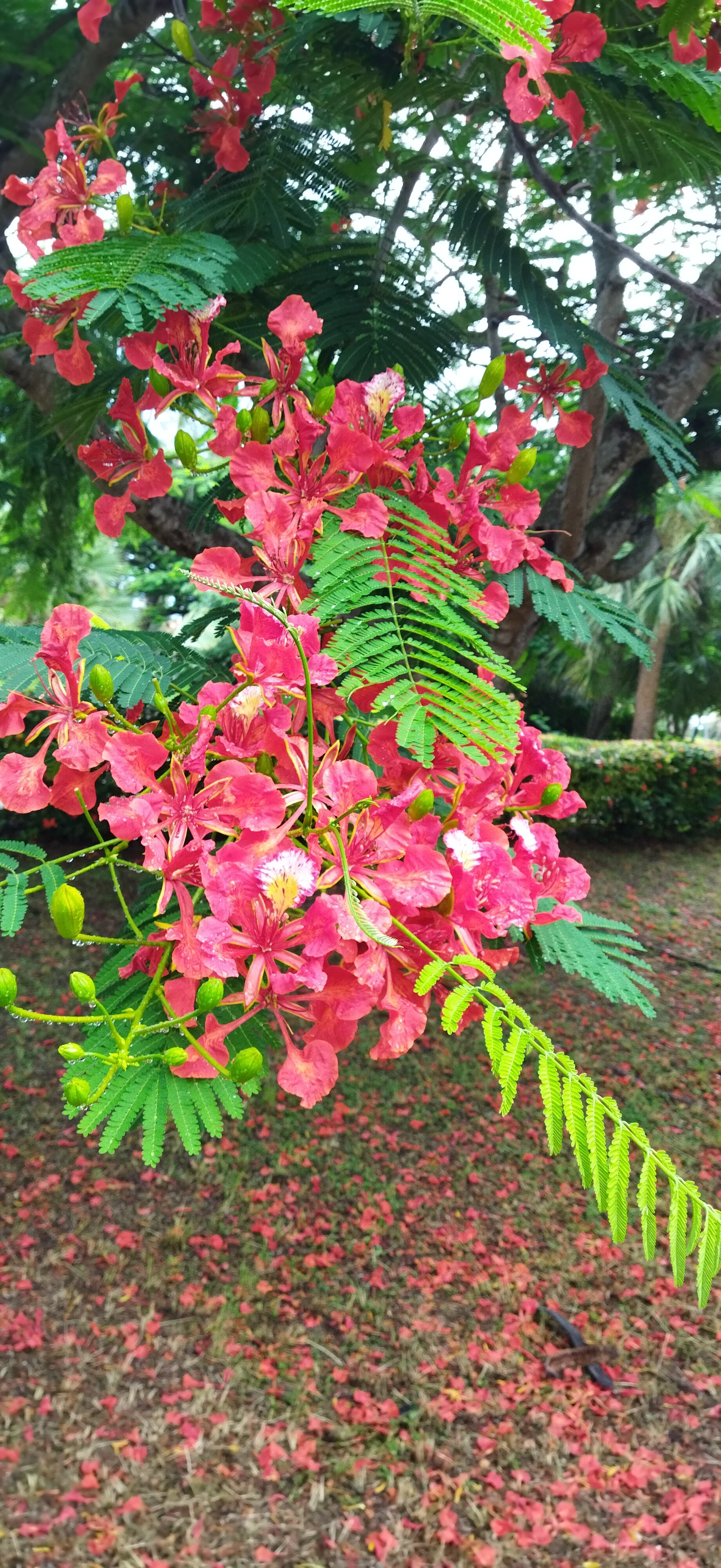 Фото Barcelo Solymar