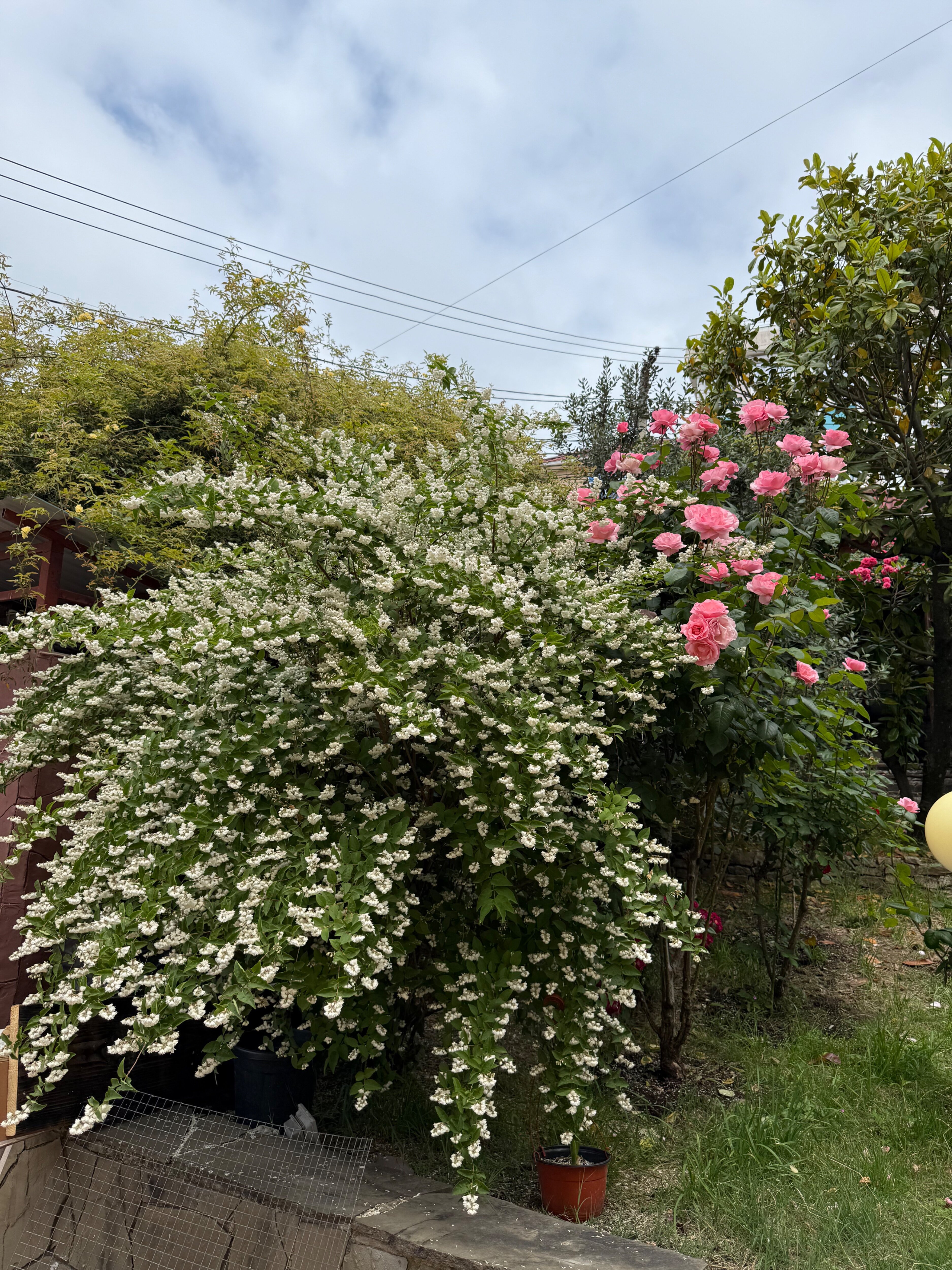 Фото Медовая