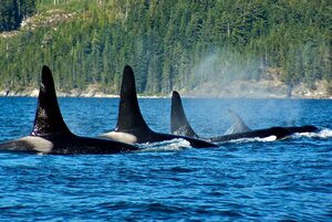 Гостиница Painter