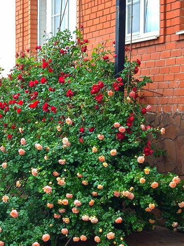 Гостевой дом Лилия в Ейске