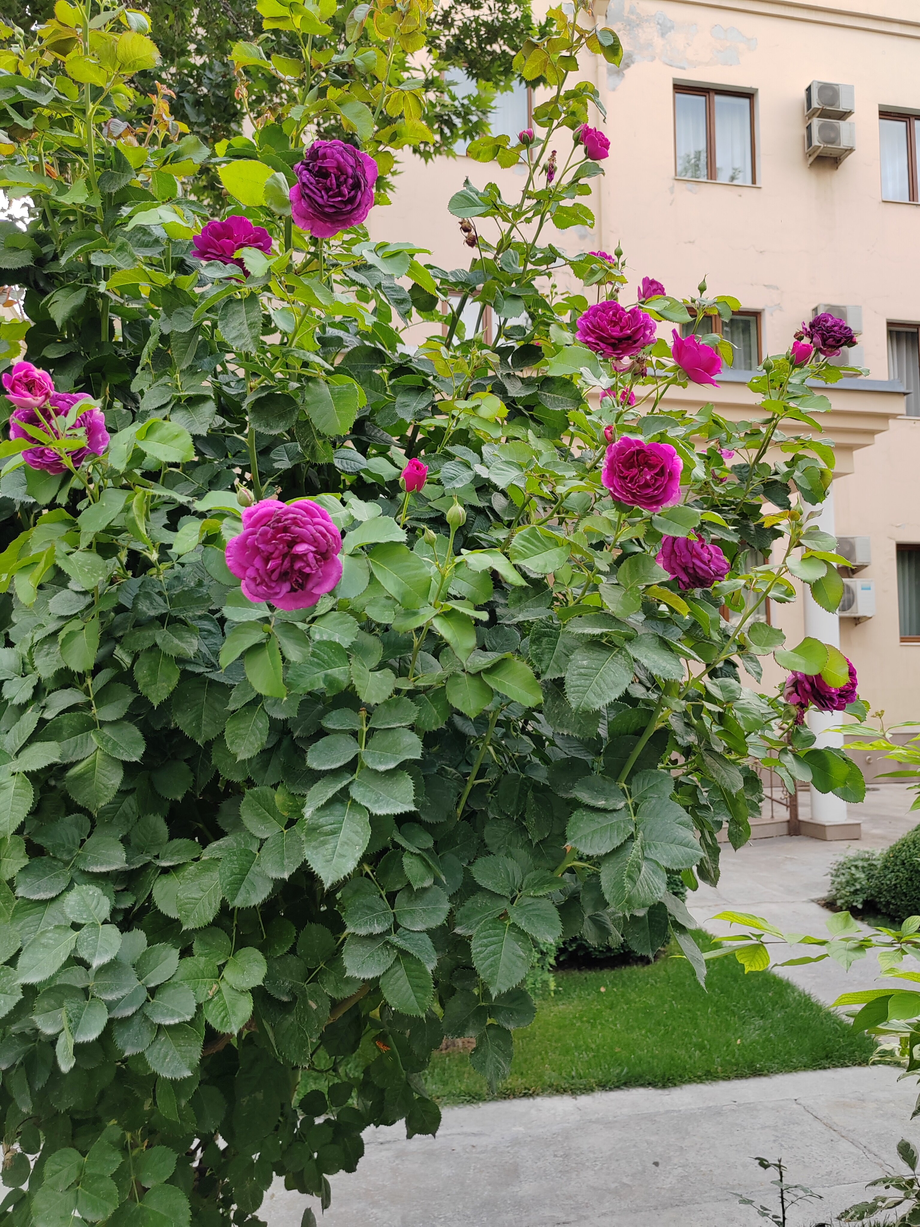 Фото Orient Star