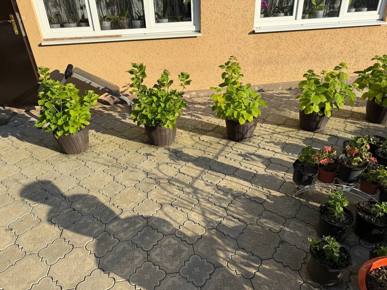 Фото Орхидея