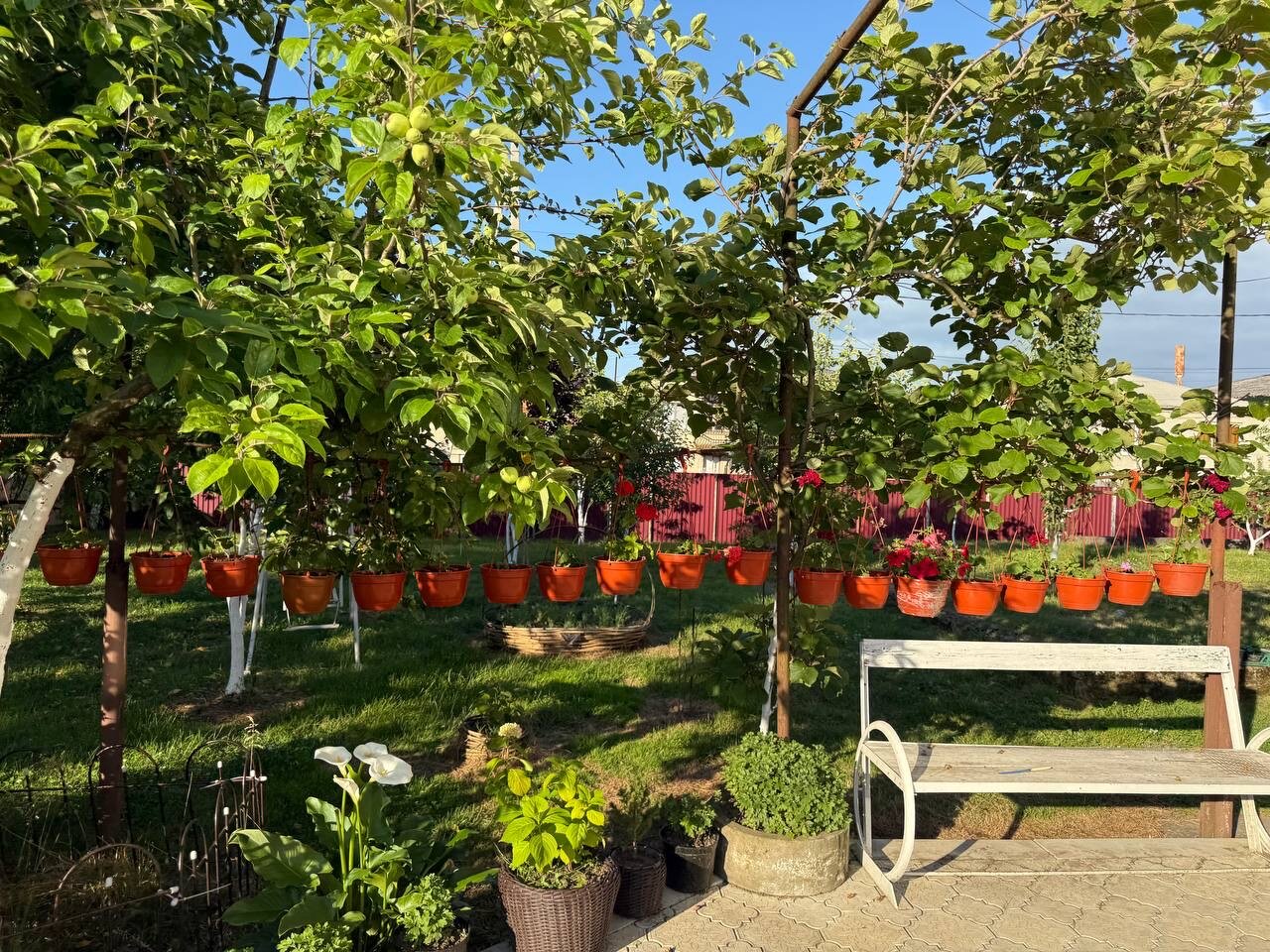 Фото Орхидея