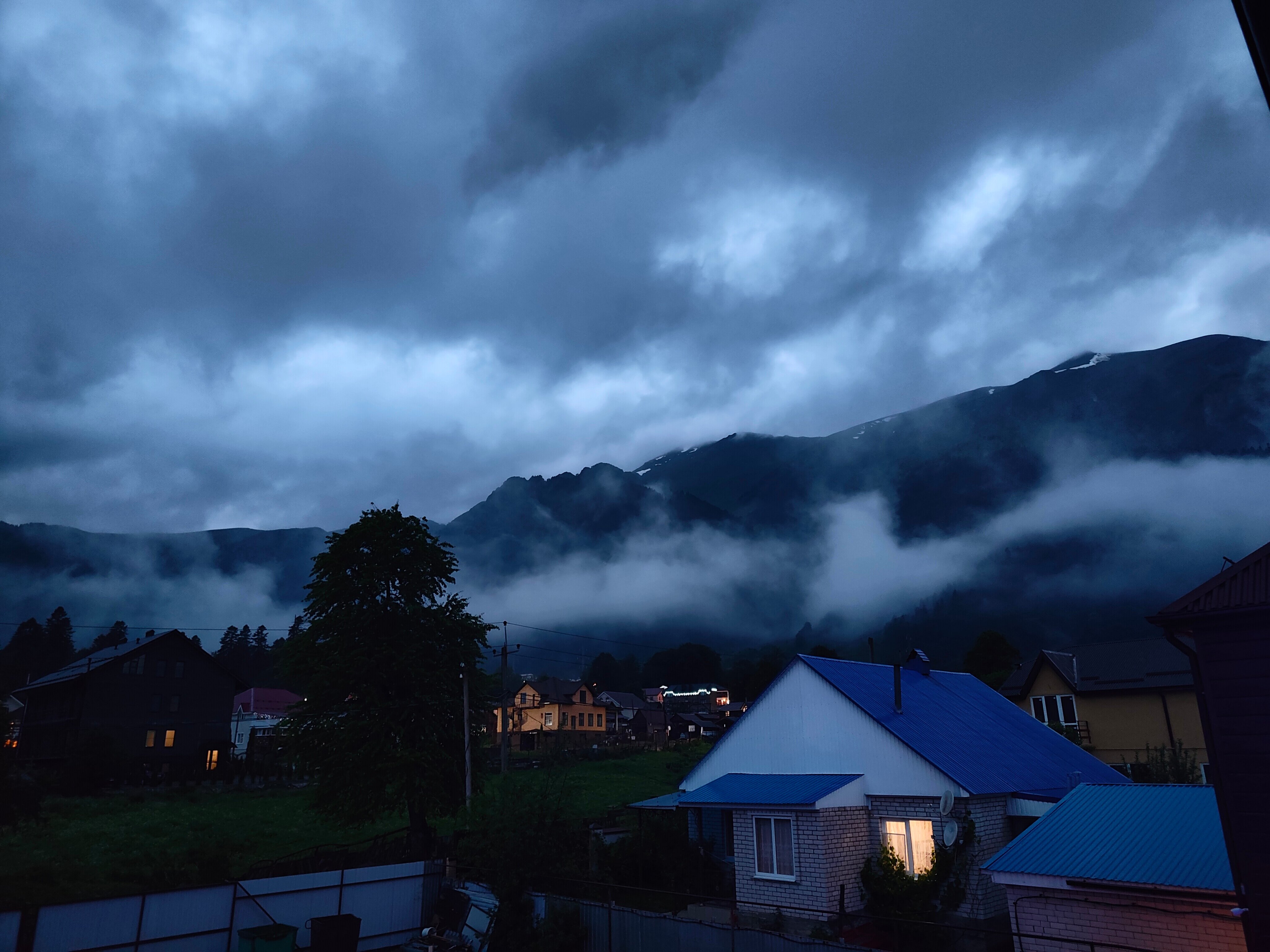 Фото Пихты Snow Point