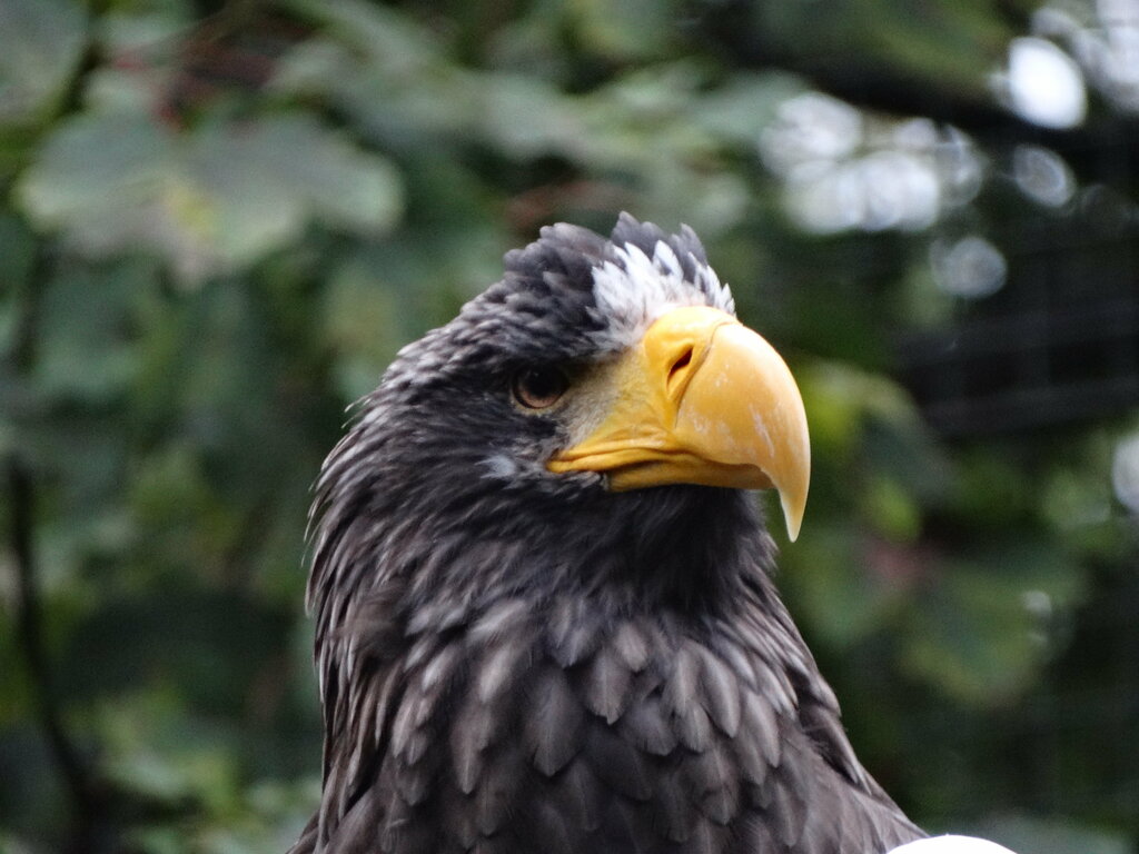 Zoo Edinburgh Zoo, Edinburgh, photo