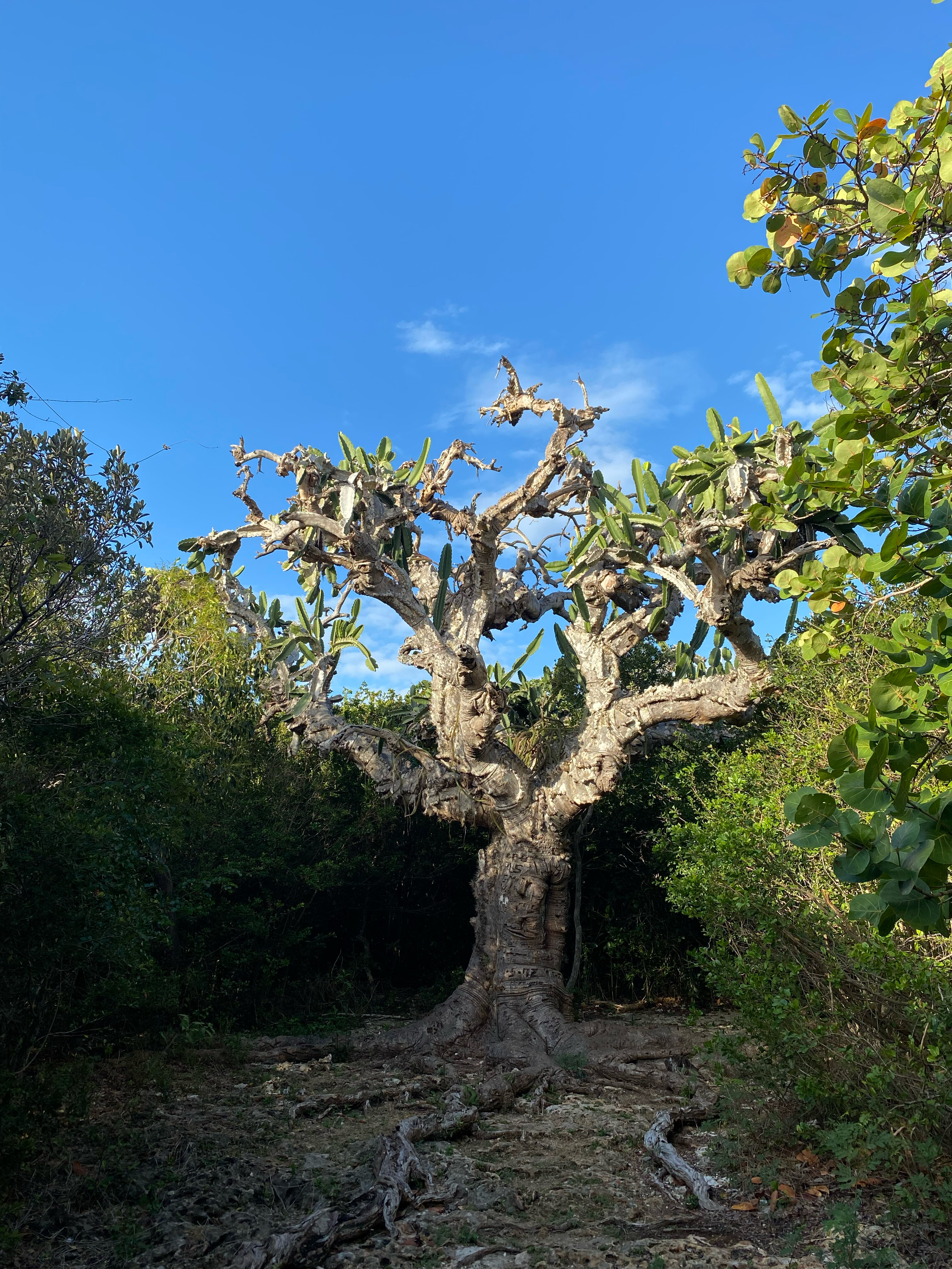 Фото Roc Arenas Doradas