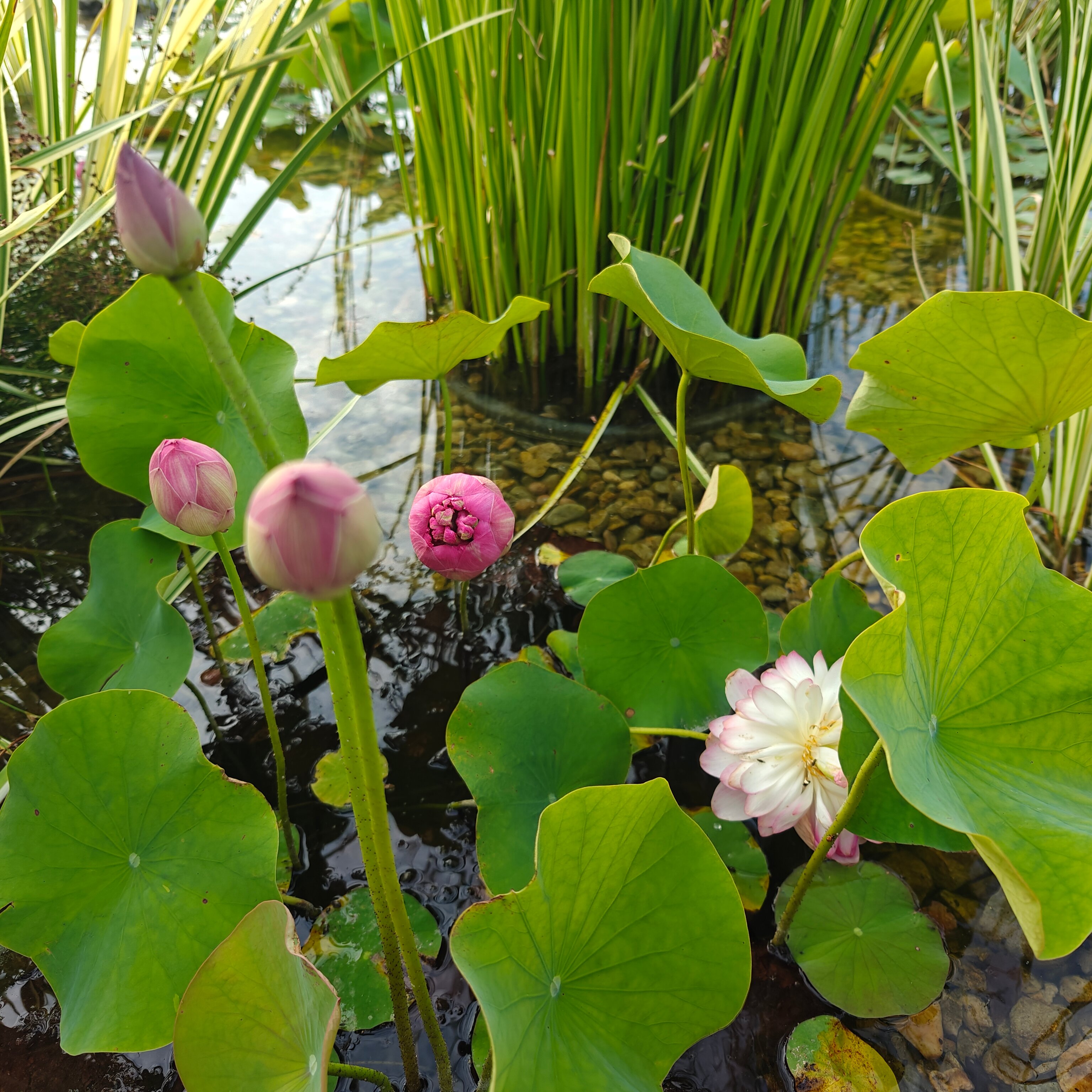 Фото Фамильный