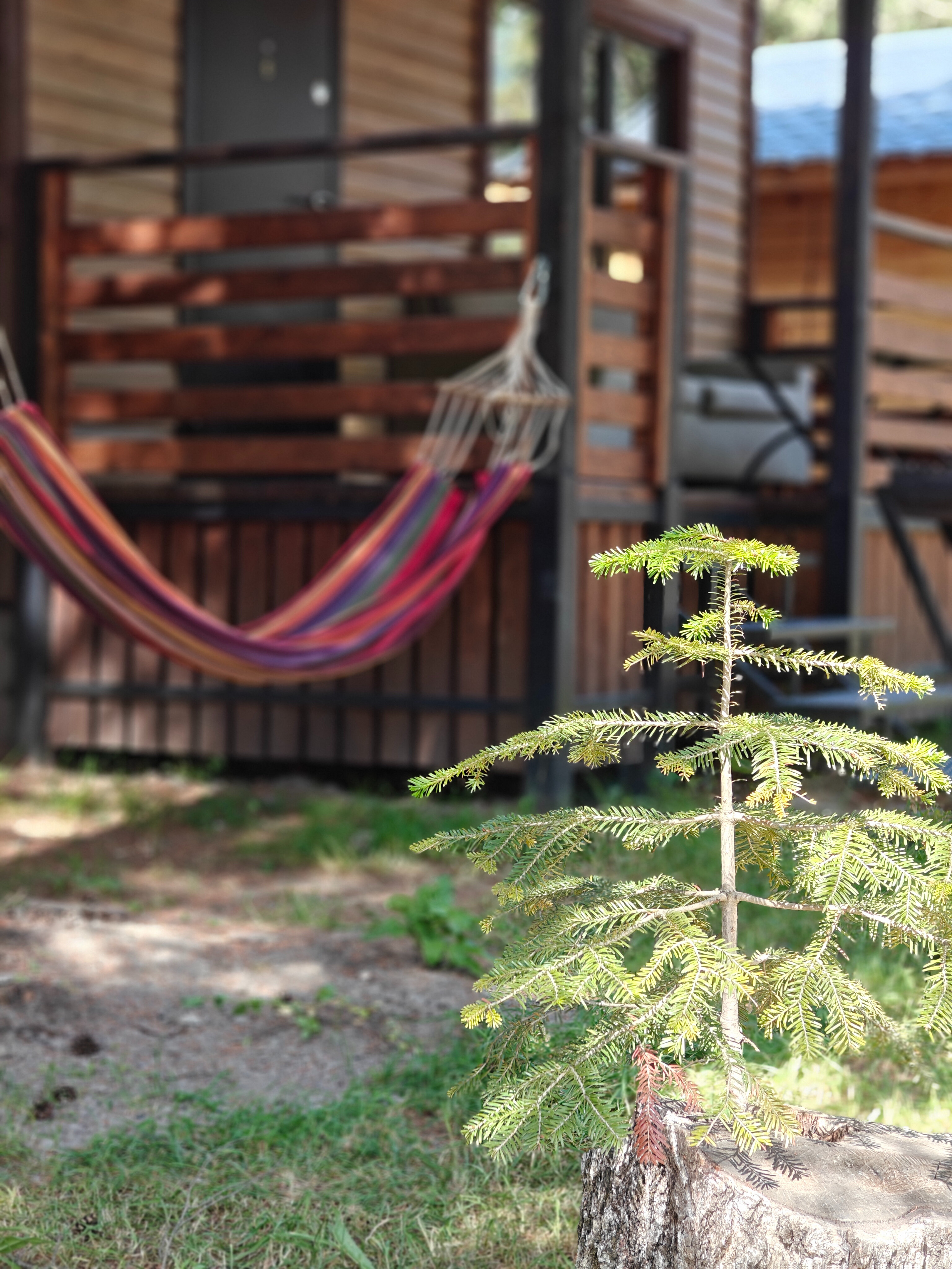 Фото Форест Хаус