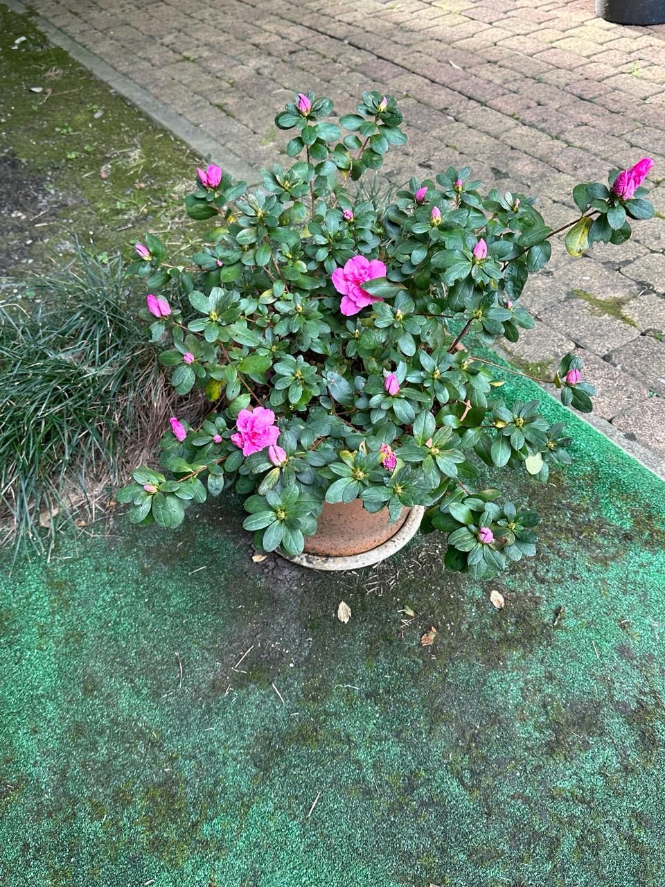 Фото Апельсин