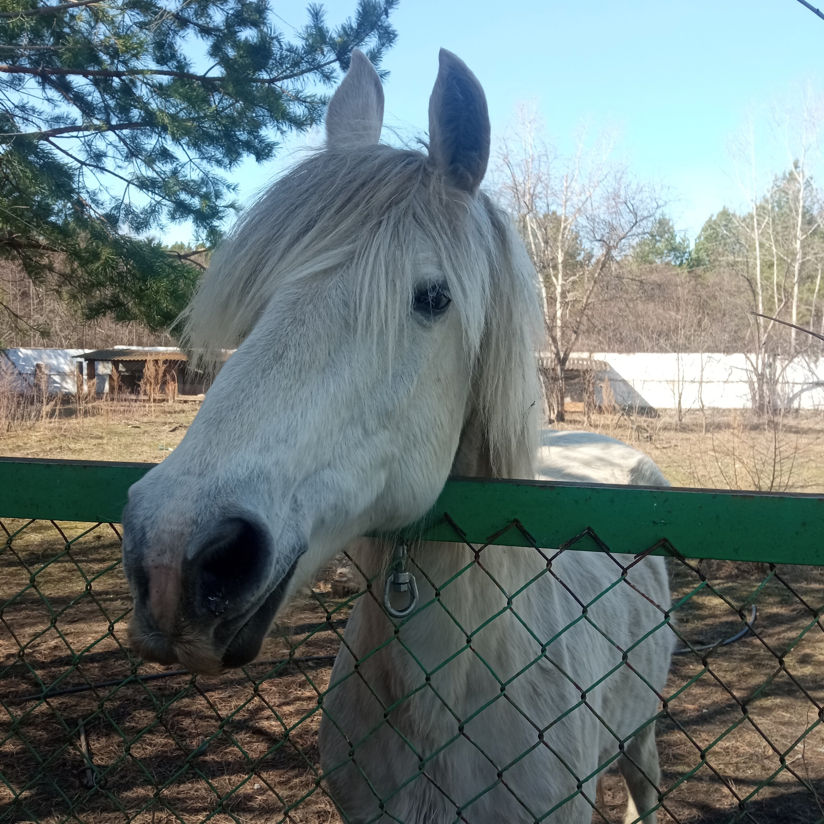 Фото Сосновый бор