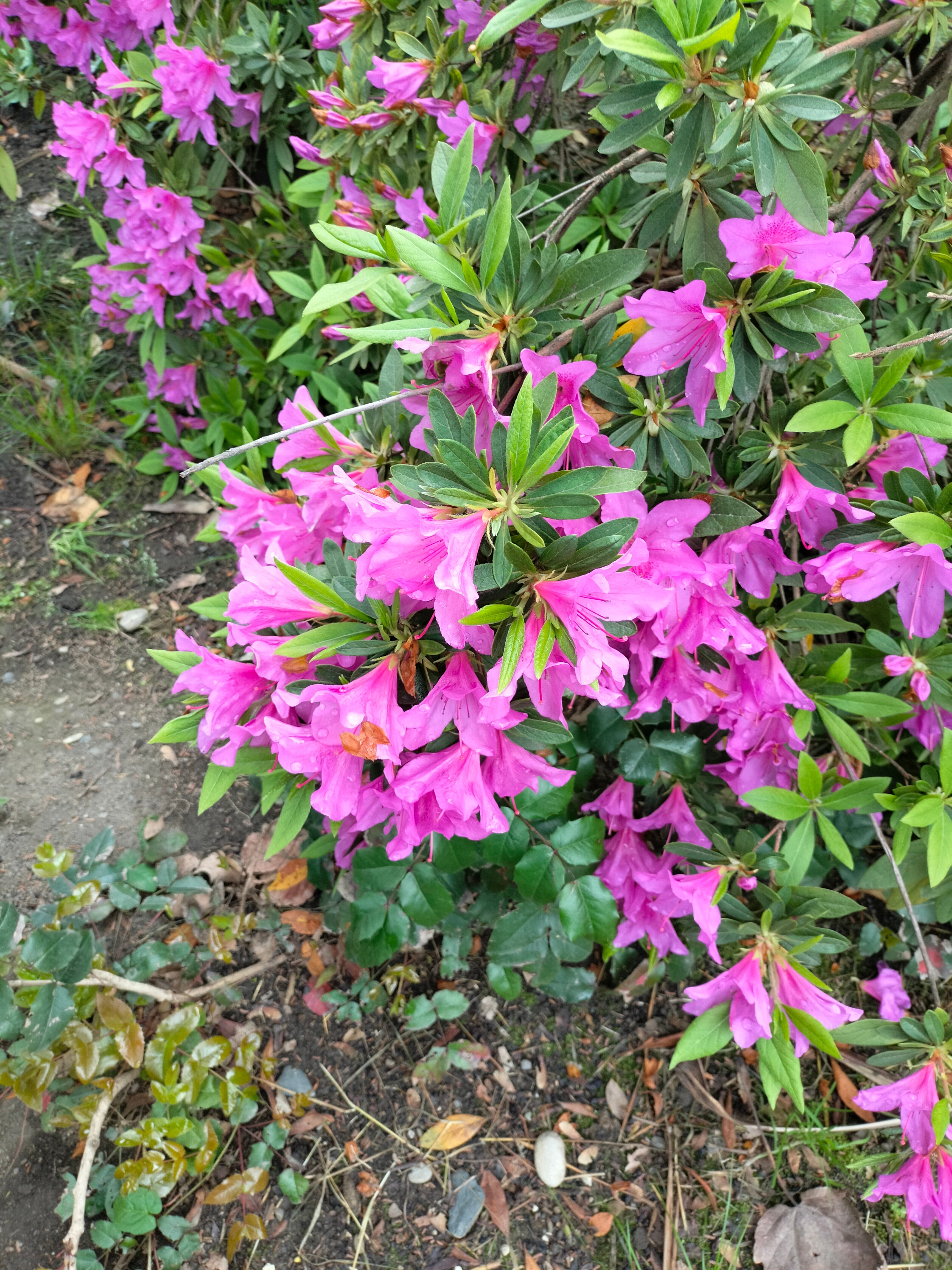 Фото Талассо