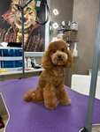 Свита (Tsentralniy City administrative district, Tsentralniy Microdistrict, Street Kubanskaya Naberezhnaya, 37/12), salón de mascota, peluquería de animales