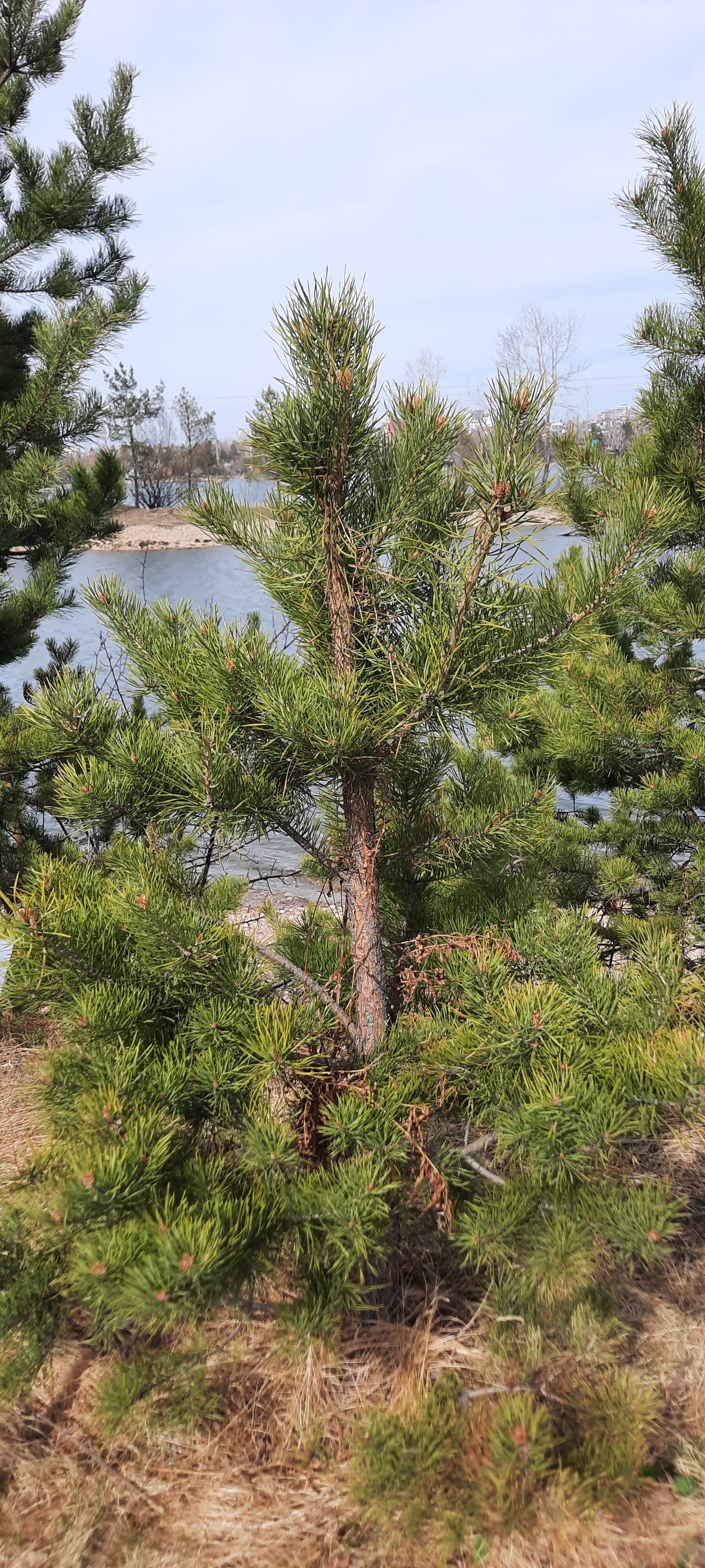 Фото Байкал-Аляска