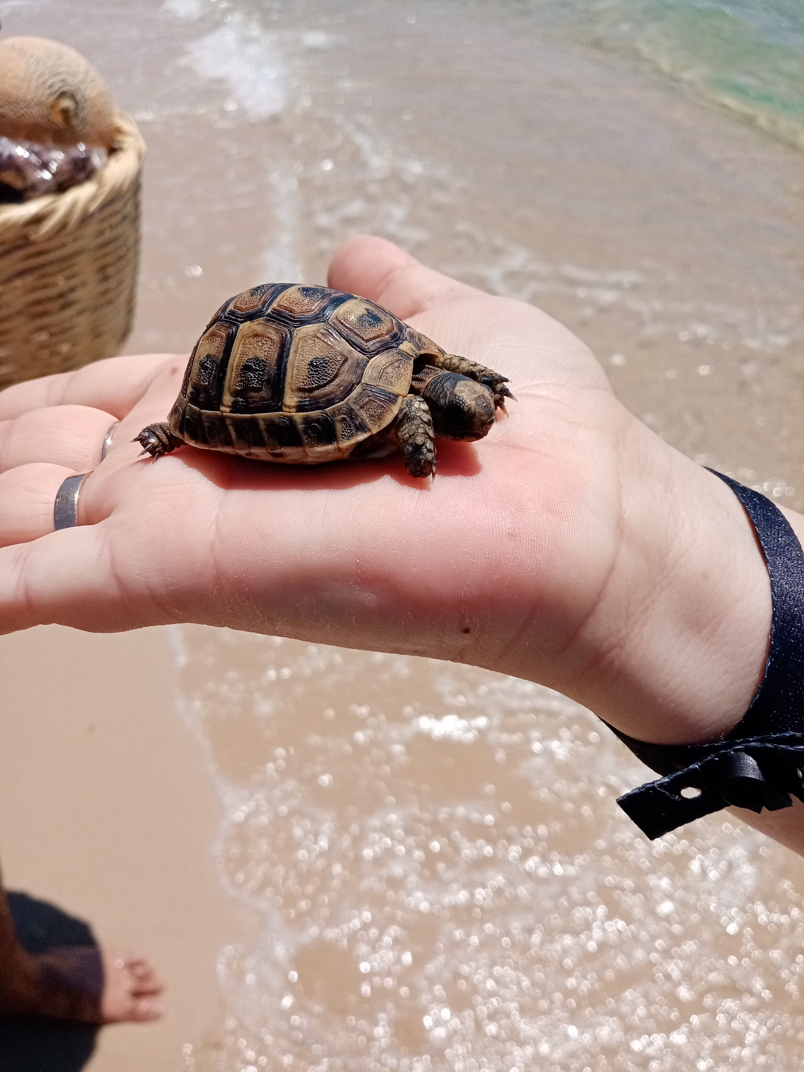 Фото Steigenberger Marhaba Thalasso Hammamet