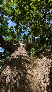 Oak (Volgograd Region, Dubovka), naturaleza