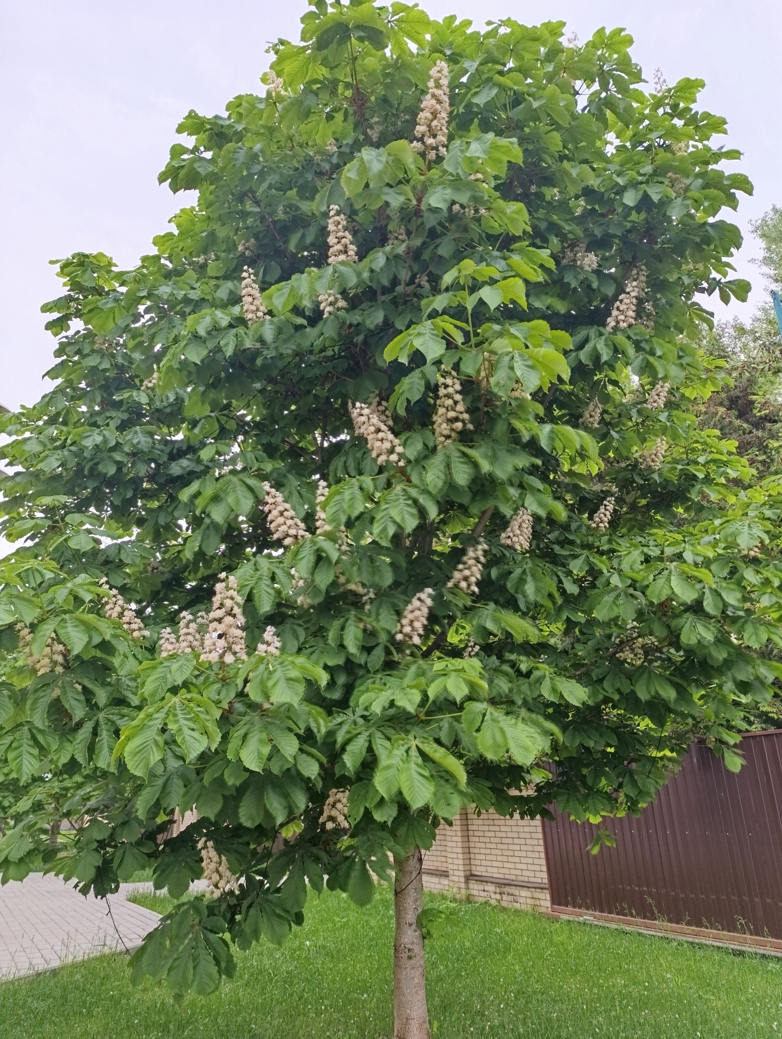 Фото Санта Русса