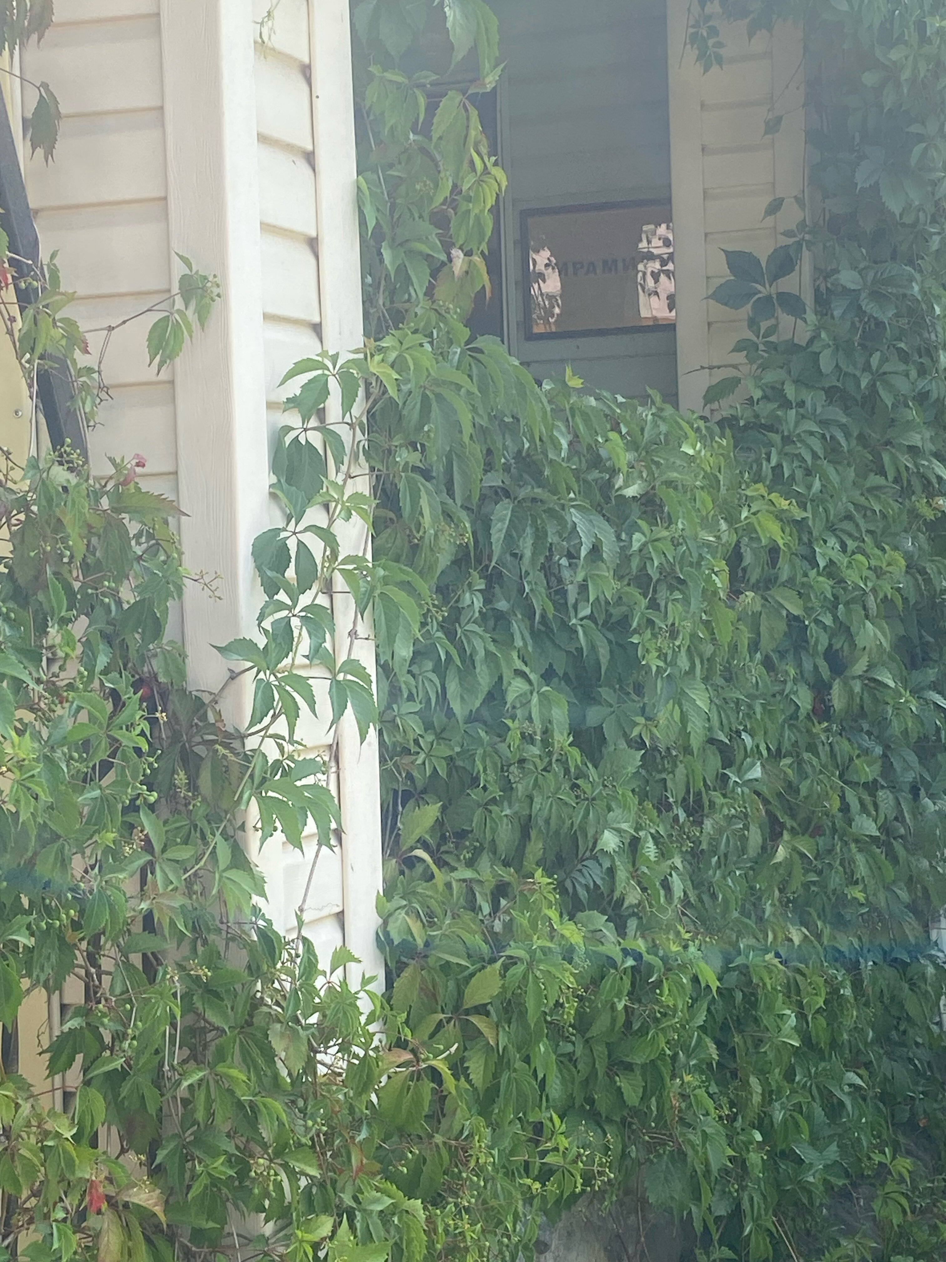 Фото Пирамида