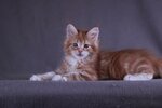 Cattery of Maine Coon and Bengal cats Traverrtino (Aleksandra Khokhlova Street, 1), animal nursery