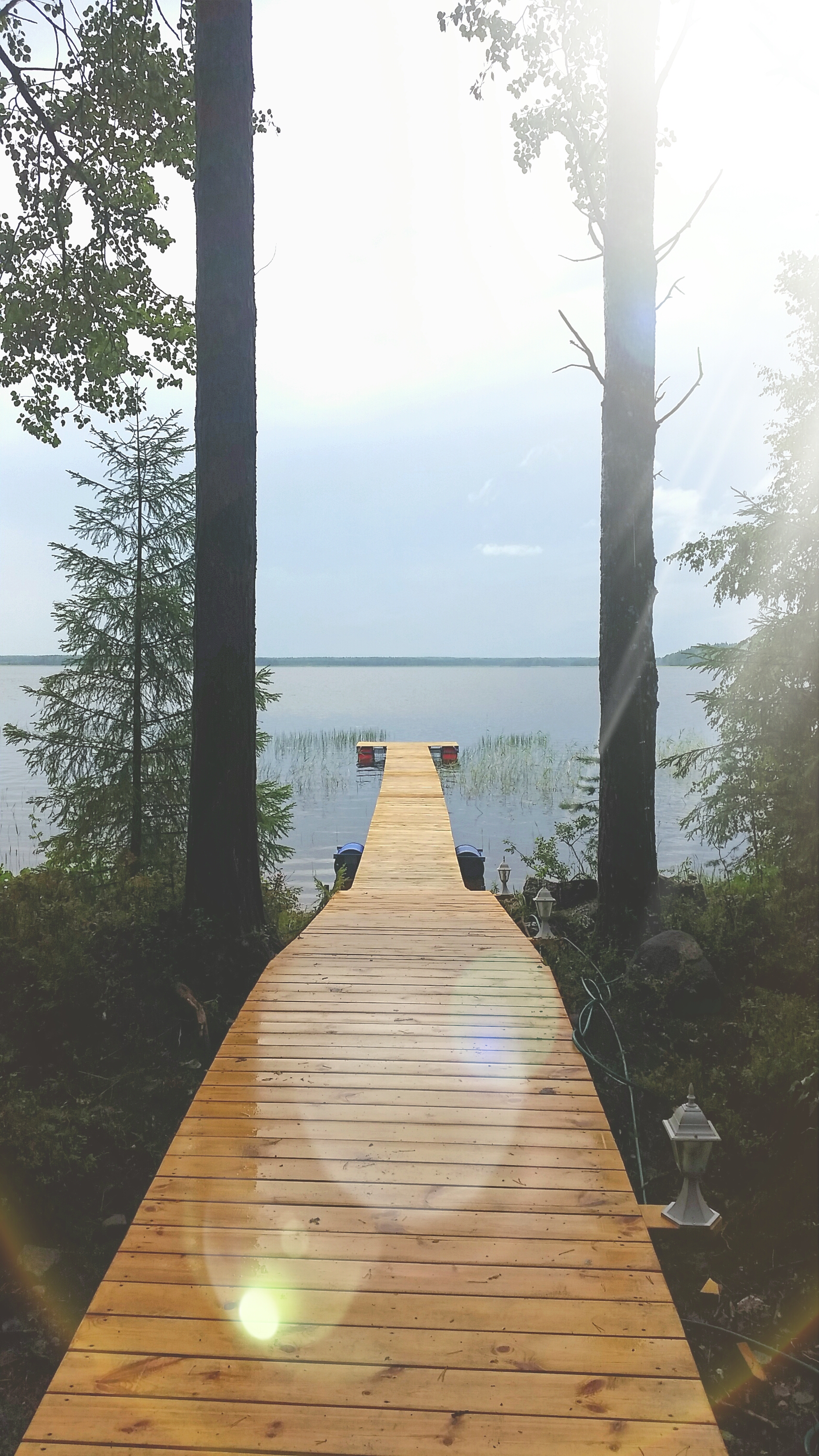 Фото Черная лиса