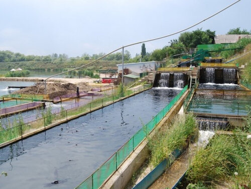 Tarım ürünleri firmaları Хозяйство Игоря Канищева Форелевый рай, Shebekino, foto