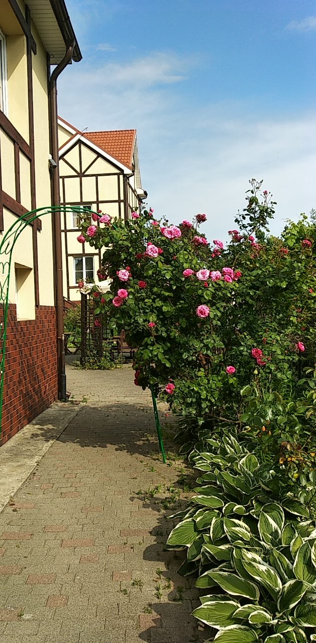 Фото Золотая Орхидея