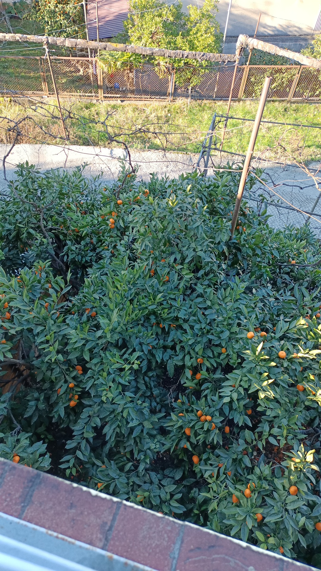 Фото Nacharianoff