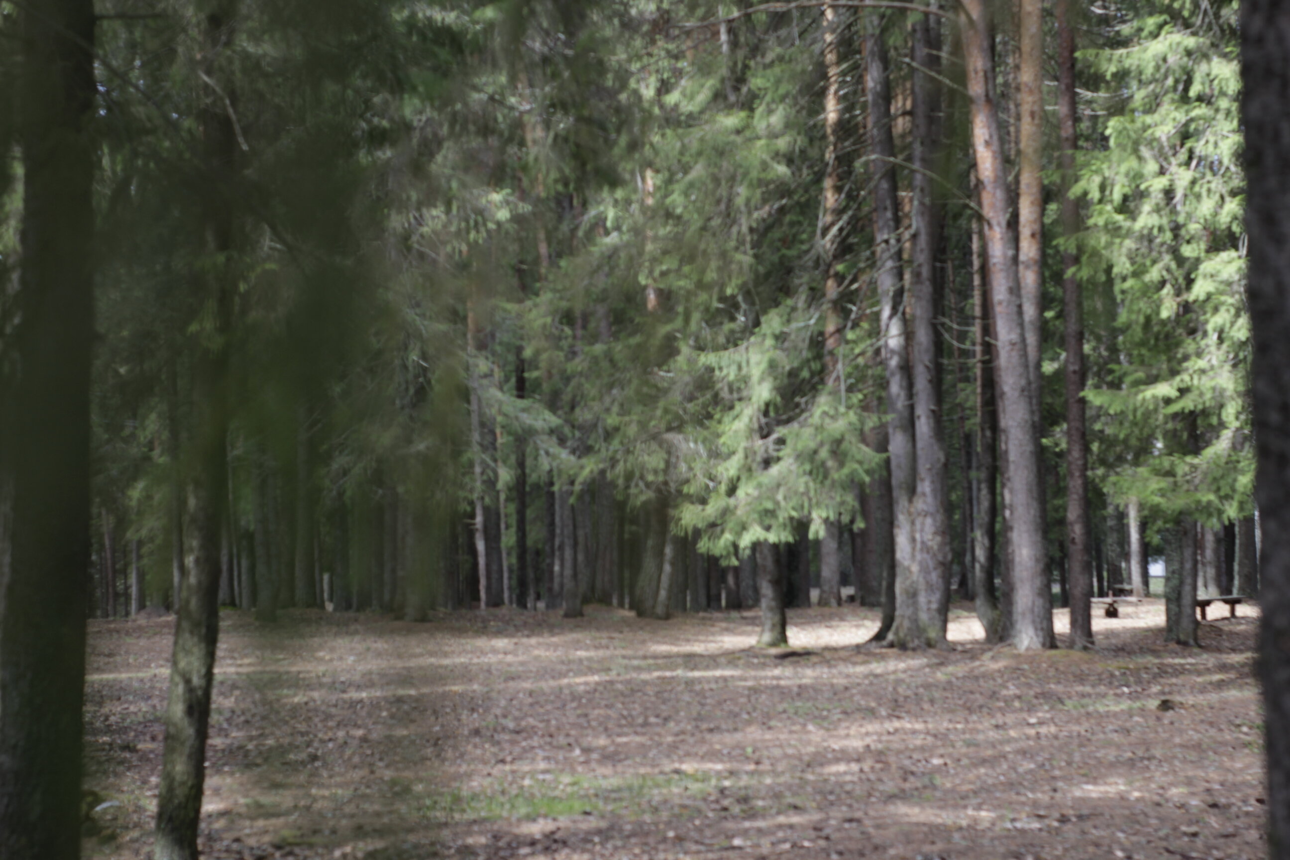 Фото Солониха