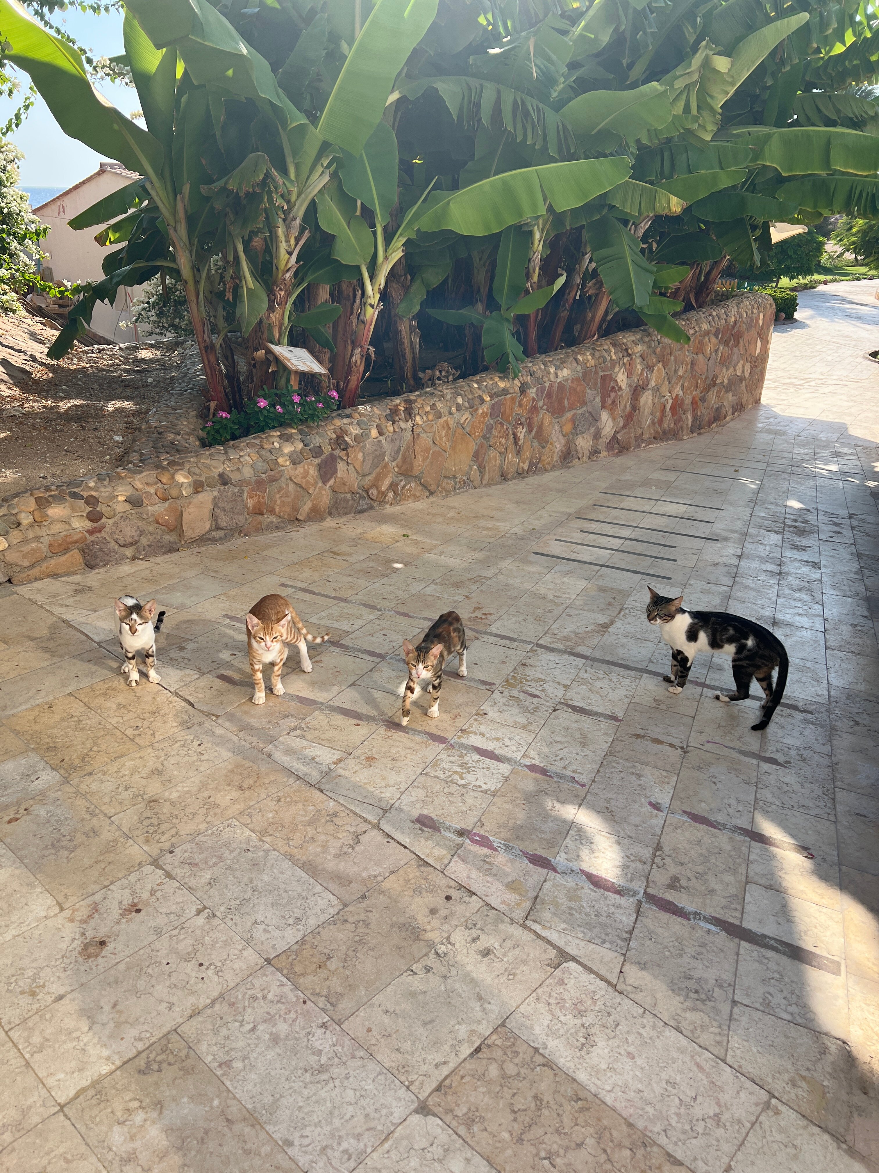 Фото Concorde Moreen Beach Resort & SPA