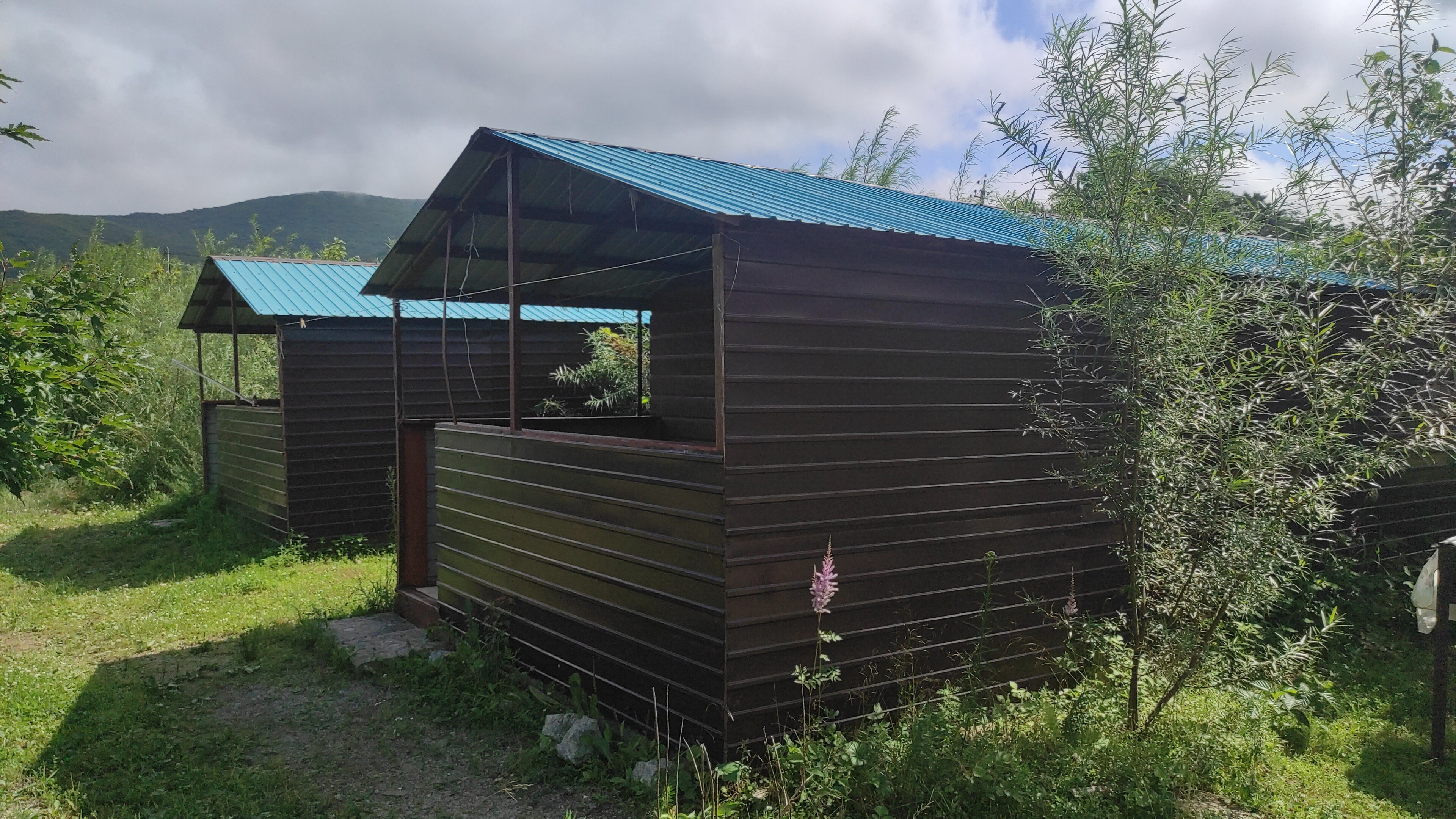 Фото Ромашка-Витязь