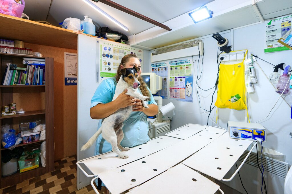 Veterinary clinic DomUshkinVet, Tambov, photo