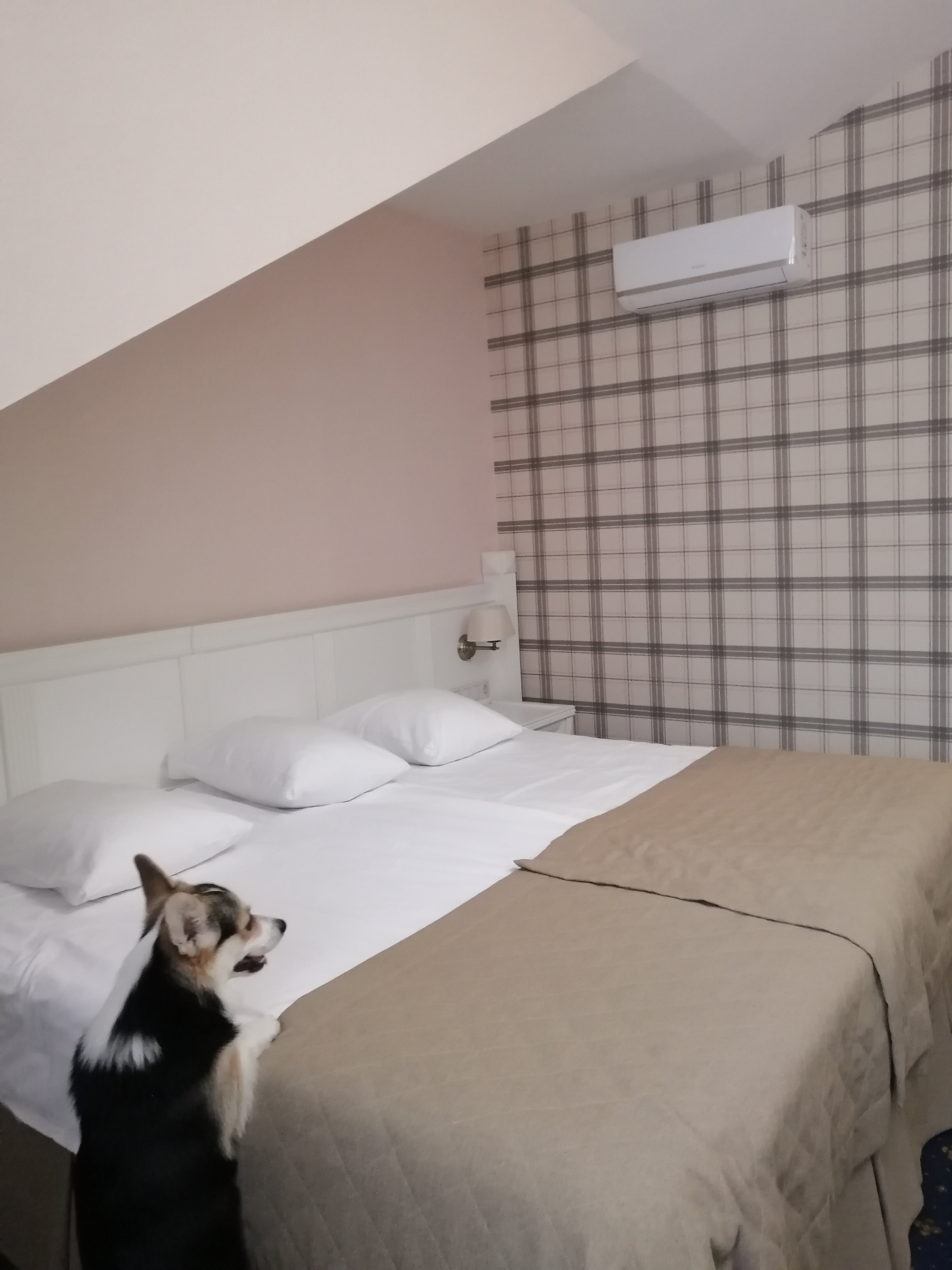 Фото Честер