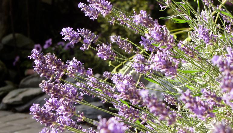 Фото У Антонины