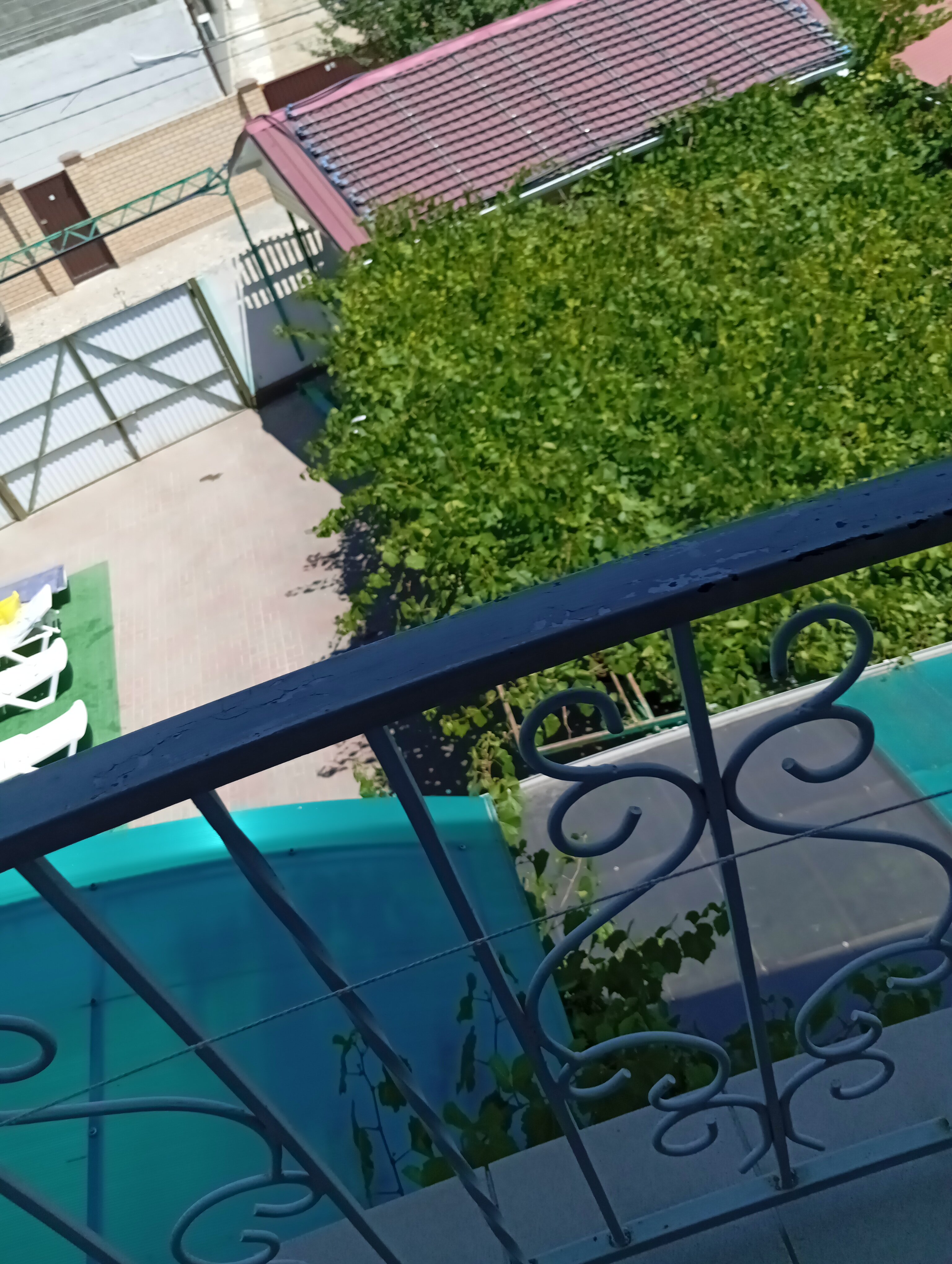 Фото Серебристая Чайка