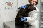 Центр ветеринарной помощи (Korolyova Avenue, 28А), veterinary clinic