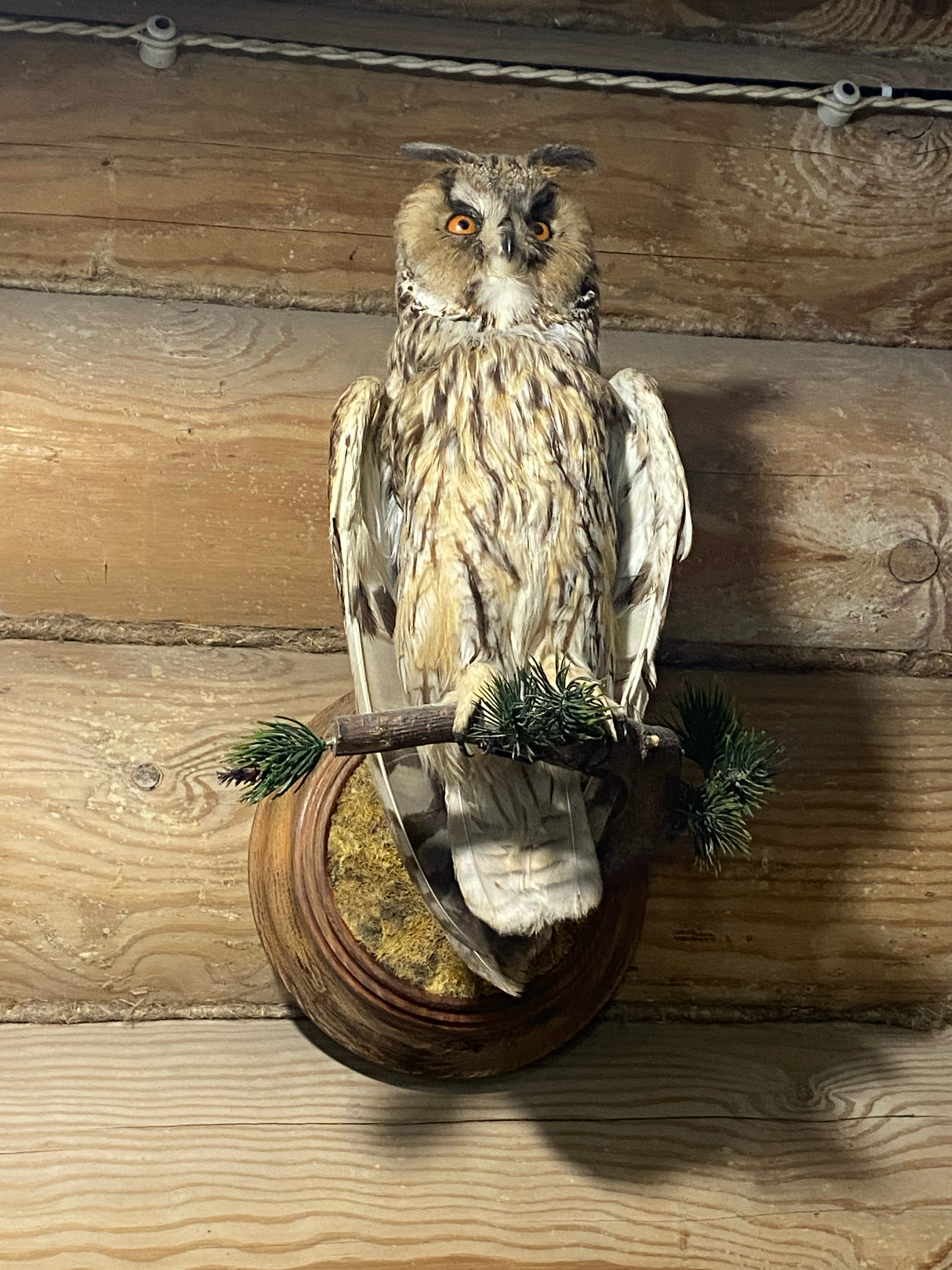 Фото Медведь