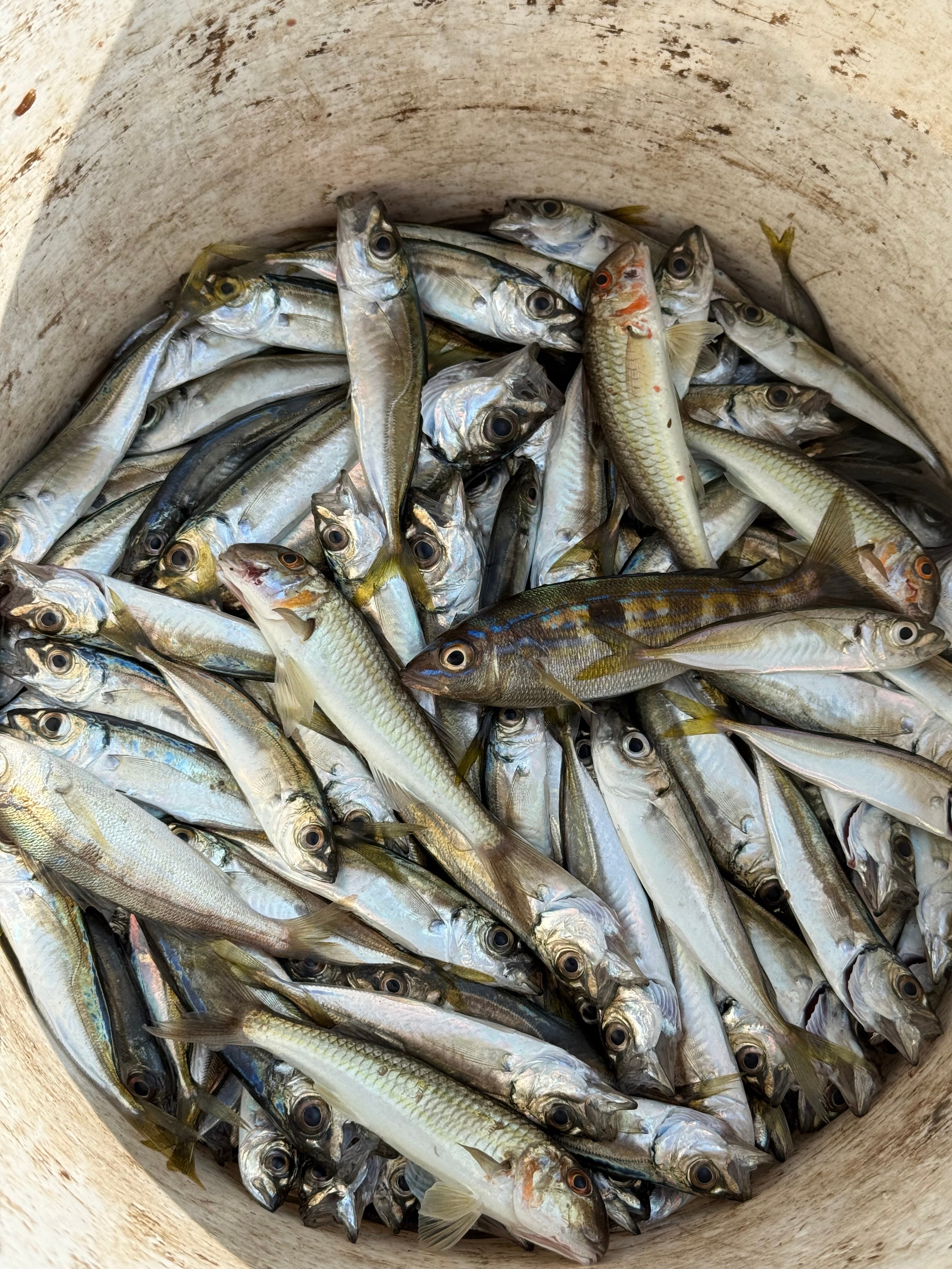 Фото Сальвадор