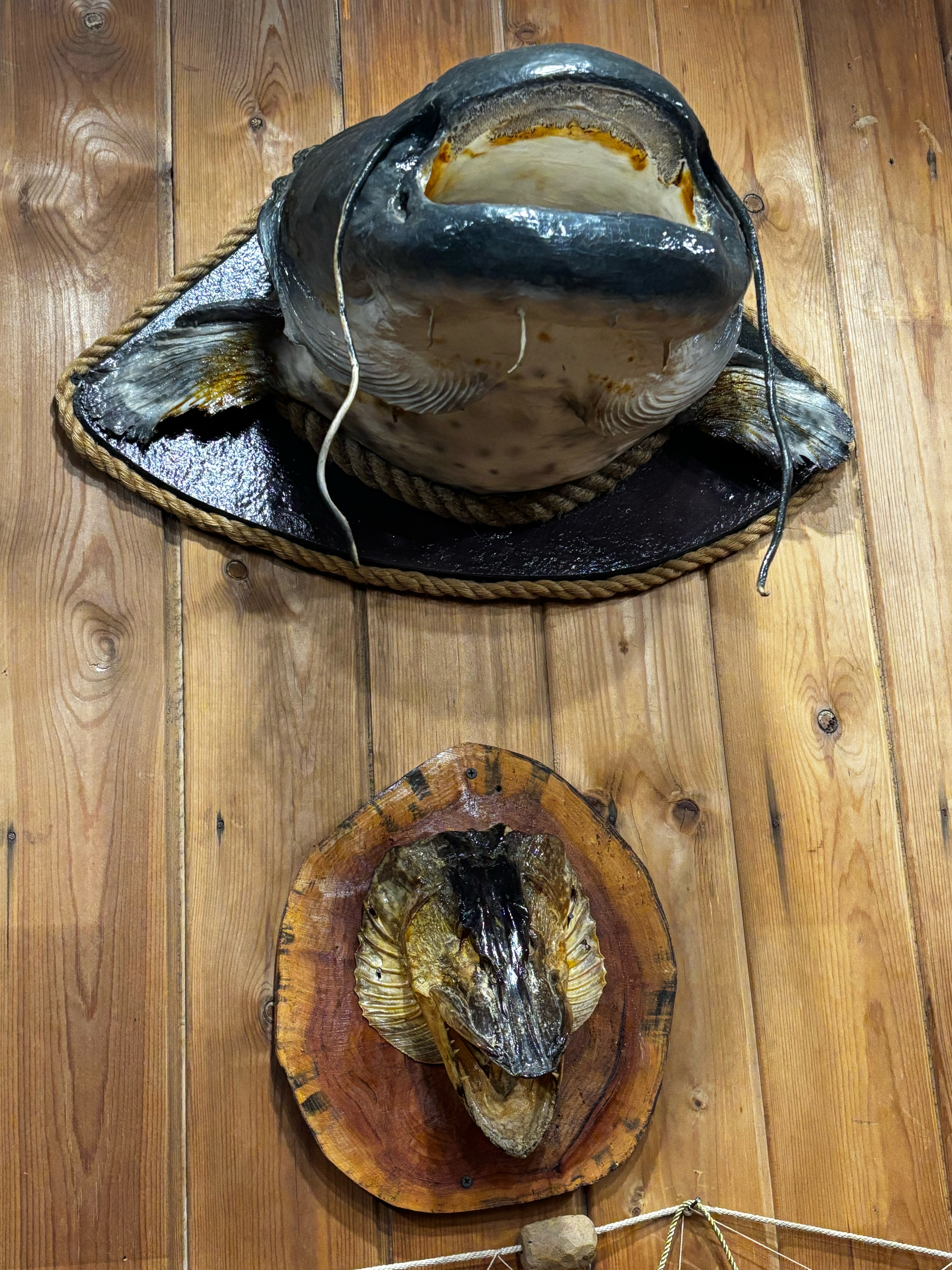 Фото Олигри Fish