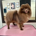 Груминг Шпица (Kosmonavtov Boulevard, 13), pet salon