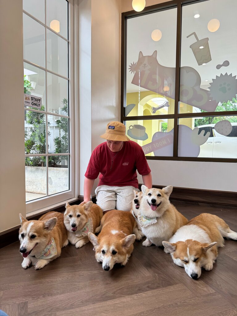 Coffee shop Corgi in the garden, Bangkok, photo