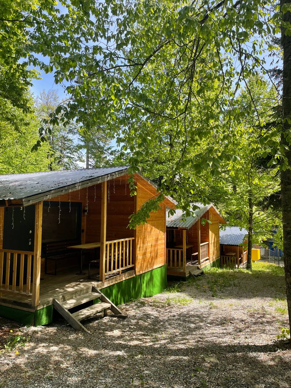 Фото Горная Мята