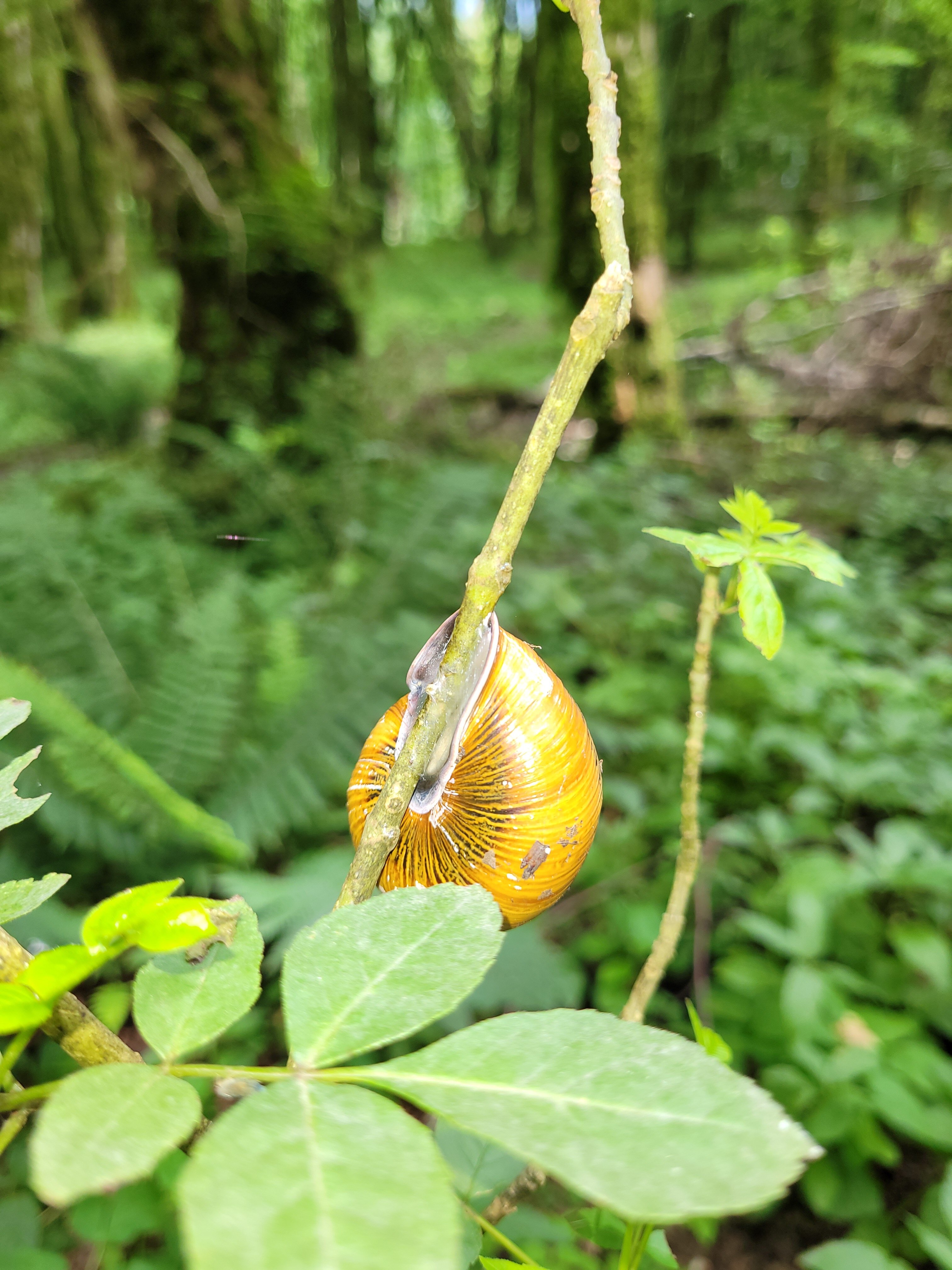 Фото A-more Gagra