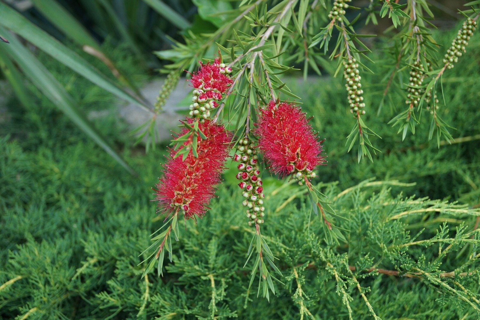 Фото Отрада