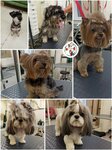 Zoo SPA Hitraja Morda (Yubileyniy Microdistrict, M.K. Tikhonravova Street, 35к7), pet salon