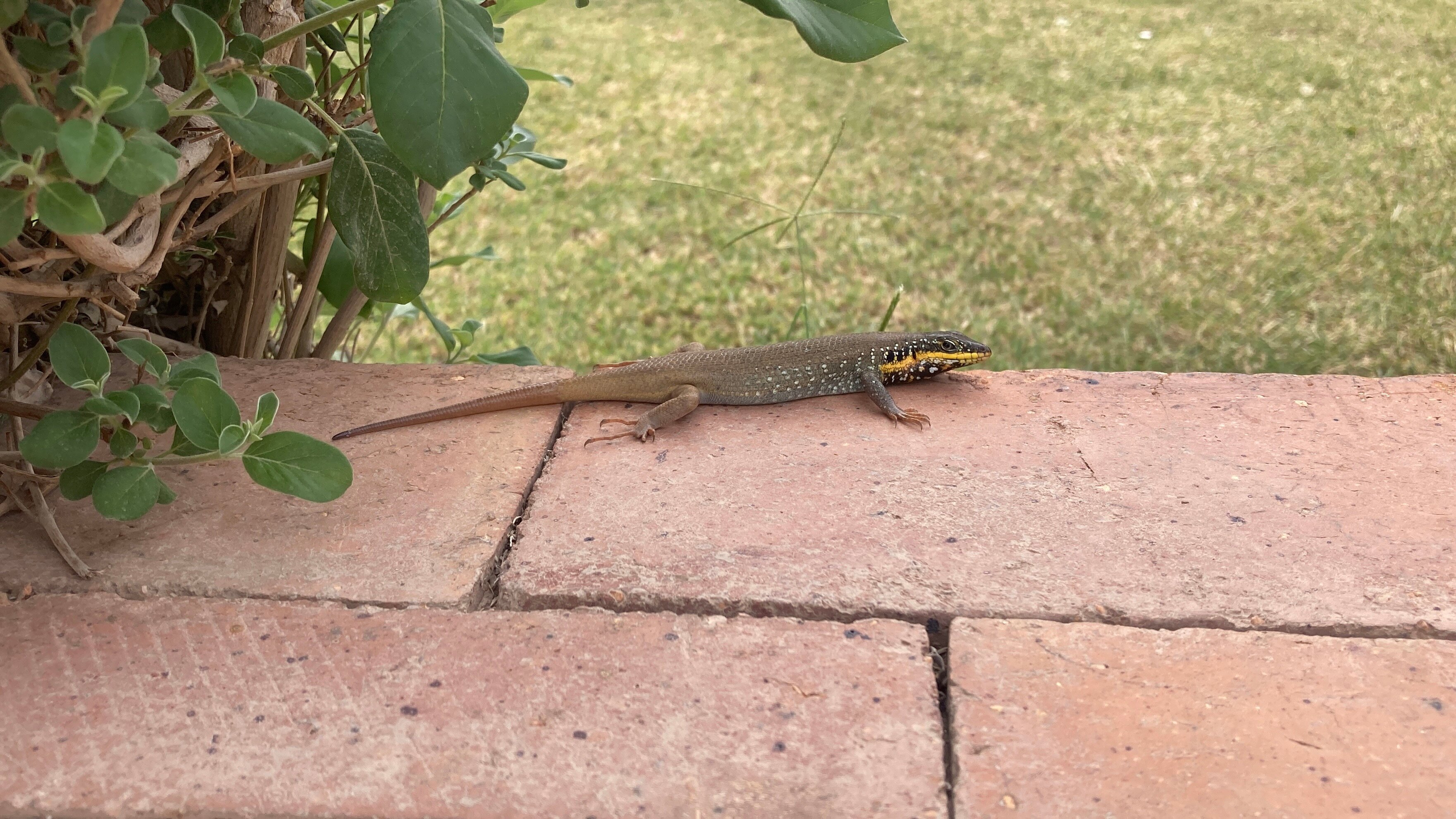 Фото Sharm Reef Hotel