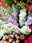 Вербена (posyolok Novy Svet, 1Б), floristeria