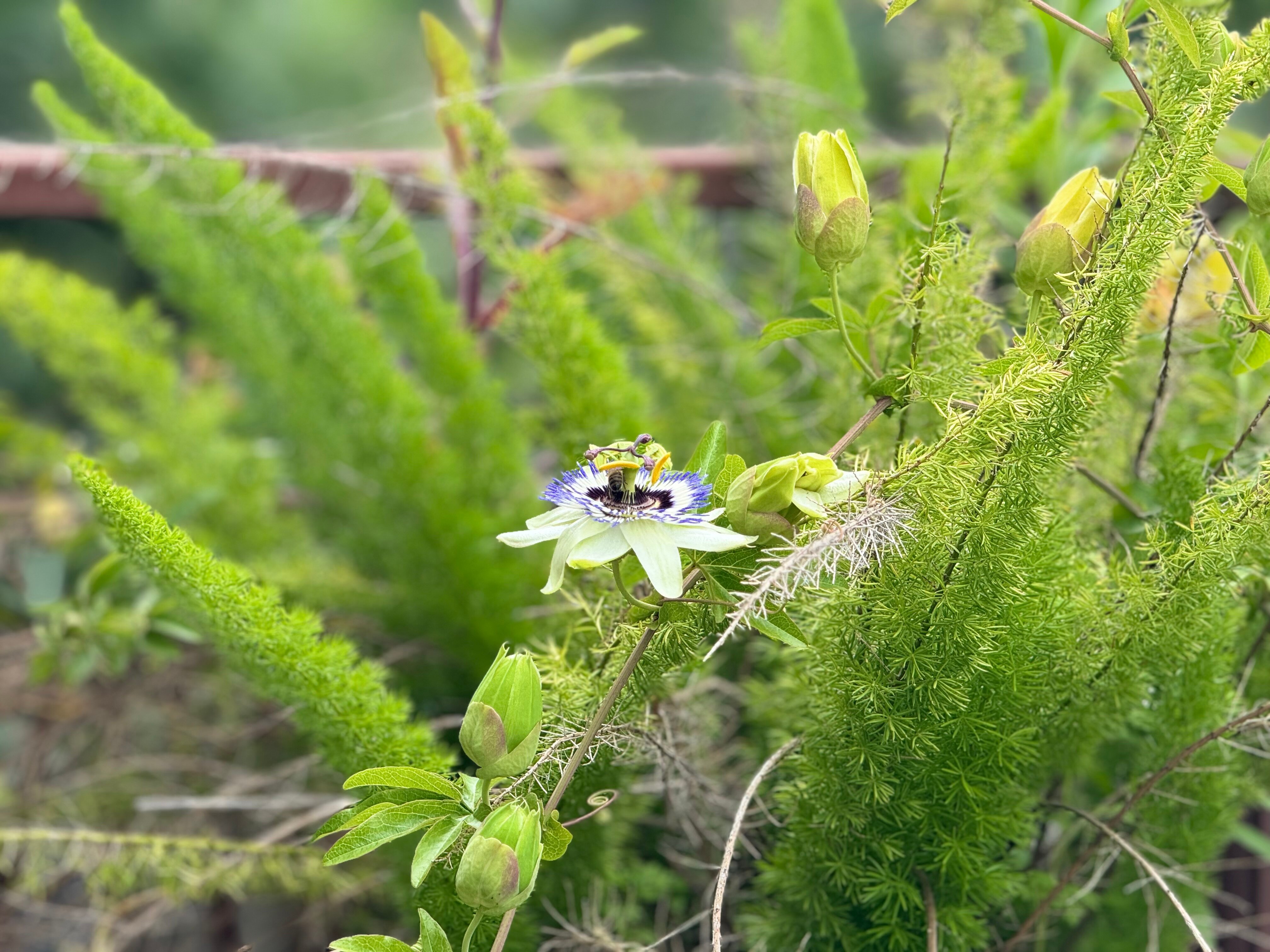 Фото Hotel Damir