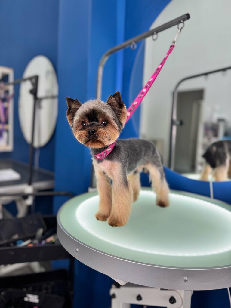 Pet salon GroomerLab, Rostov‑na‑Donu, photo