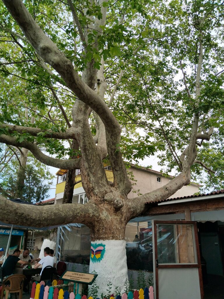 Restaurant Ceylan Aile Çay Bahçesi, Karasu, photo
